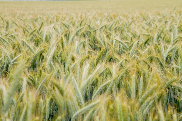 Campo Cereali Primo Piano — Foto Stock