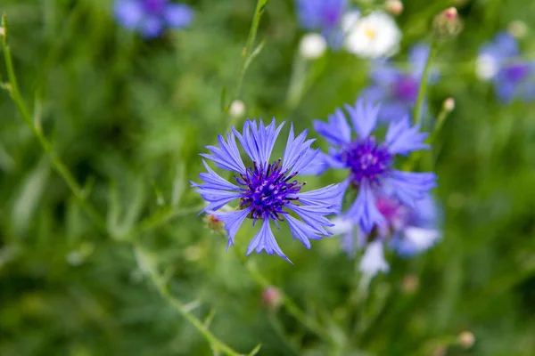 Centaurée Fleurissant Dans Une Prairie — Photo