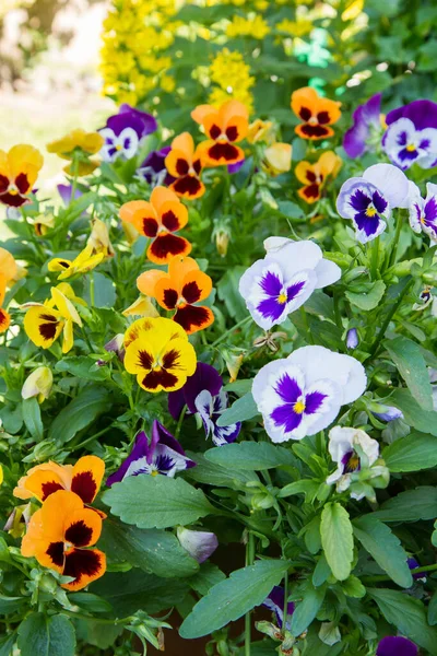 Ogrodowe Bratki Kwiaty Kwitnące Ogrodzie — Zdjęcie stockowe