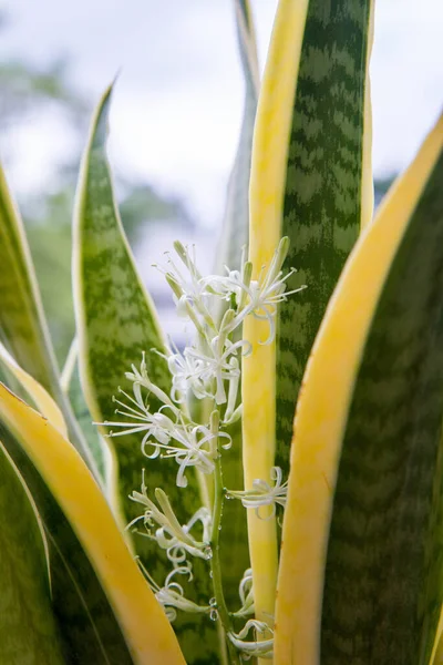 Dracaena Trifasciata Schlangenpflanze Eine Nahaufnahme Blühender Blumen Stockfoto