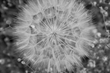 Çayırda büyük bir hava topu. Yakından.