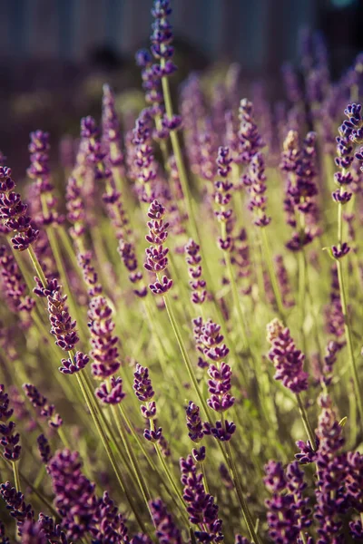 Lavendel Bloeien Een Tuin — Stockfoto