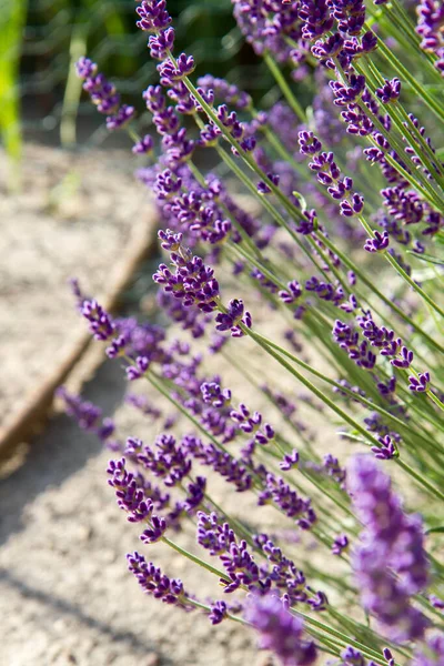 Lavendel Bloeien Een Tuin — Stockfoto