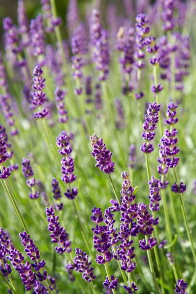 Lavendel Bloeien Een Tuin — Stockfoto