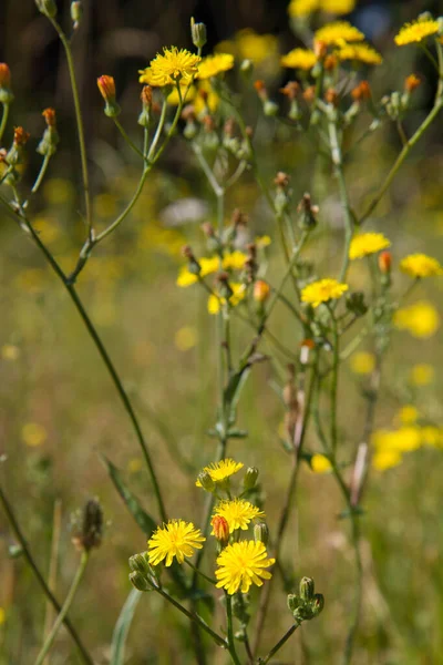 Rauwe Hawksbaard Crepis Biennis Plant Bloeien Een Weide — Stockfoto