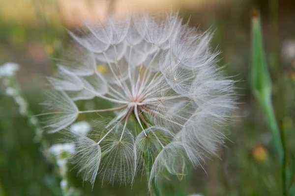 Großer Pusteblume Auf Einer Wiese Großaufnahme — Stockfoto