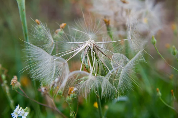 Großer Pusteblume Auf Einer Wiese Großaufnahme — Stockfoto