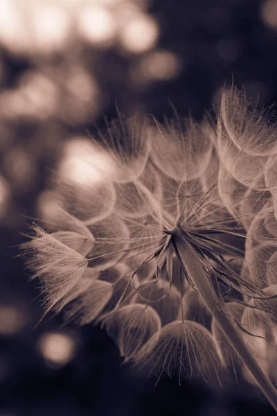 Big Blowball Meadow Close — Stock Photo, Image