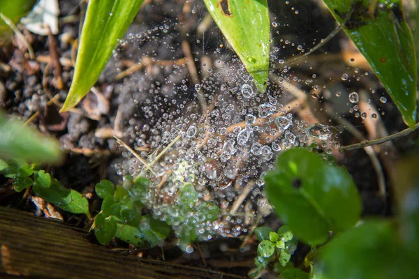 Des Gouttes Pluie Sur Une Toile Araignée Parmi Les Plantes — Photo