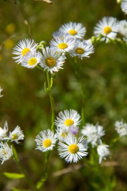 Geleneksel pire (Erigeron annuus) bitkisi çiçek açıyor