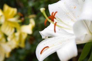 Beyaz zambak (Lilium) çiçek açıyor.