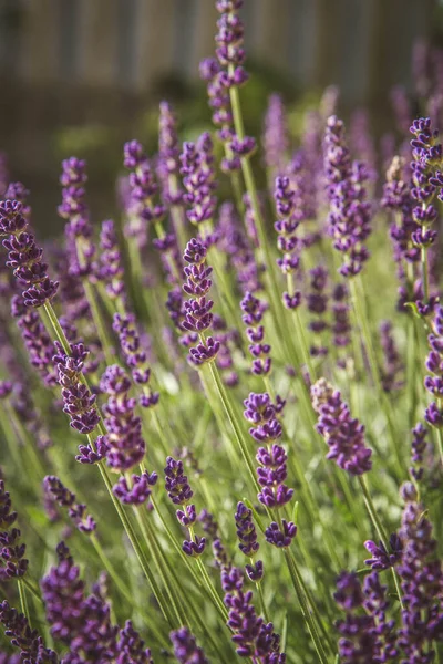 Lavendel Bloeien Een Tuin — Stockfoto