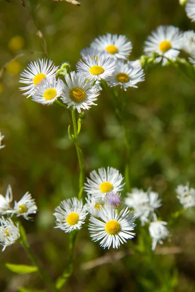 Geleneksel Pire Erigeron Annuus Bitkisi Çiçek Açıyor — Stok fotoğraf