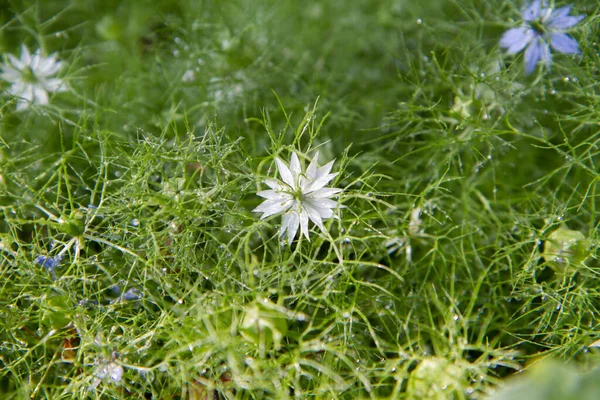 Nigella (devil-in-a-bush) plant blooming covered with drops of water