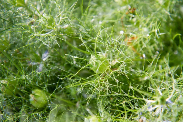 Nigella Teufelspflanze Mit Sichtbarer Samenkapsel — Stockfoto