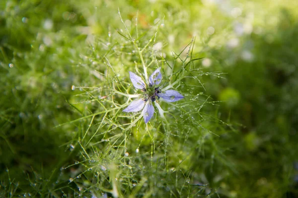 Nigella Diabo Arbusto Floração Planta Coberta Com Gotas Água — Fotografia de Stock