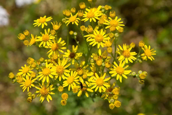 Jacobaea Vulgaris Stinkende Willie Plant Bloeien Een Weide — Stockfoto