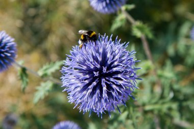The Globe devedikeni üzerine yaban arısı (Echinops)