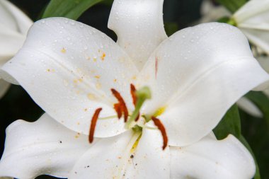 Beyaz zambak (Lilium) çiçek açıyor.