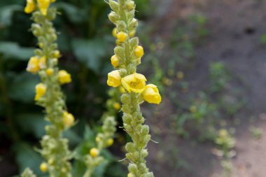 Mullein (Verbascum) bitkisi çiçek açıyor