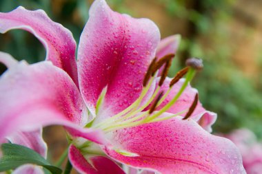Pembe zambak (Lilium) çiçeği yakın planda çiçek açıyor