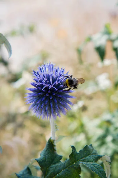 Bumblebee Sulla Pianta Dei Cardo Globo Echinops — Foto Stock