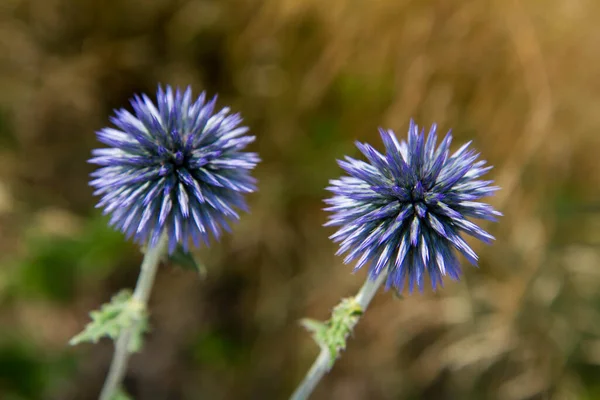 Yeryüzü Devedikeni Echinops Çiçek Açıyor — Stok fotoğraf