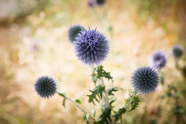 Globe Tistlar Echinops Xten Blommar — Stockfoto