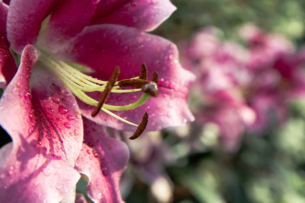 Rosa Lilie Lilium Blume Die Nahaufnahme Blüht — Stockfoto