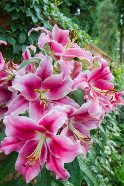 Pembe zambak (Lilium) çiçeği yakın planda çiçek açıyor