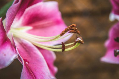 Pembe zambak (Lilium) çiçeği yakın planda çiçek açıyor