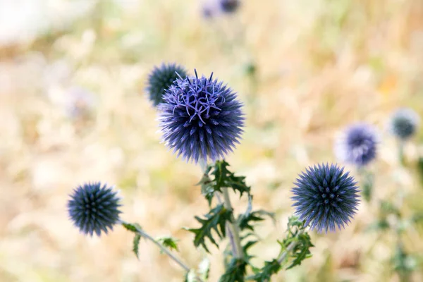 Yeryüzü Devedikeni Echinops Çiçek Açıyor — Stok fotoğraf