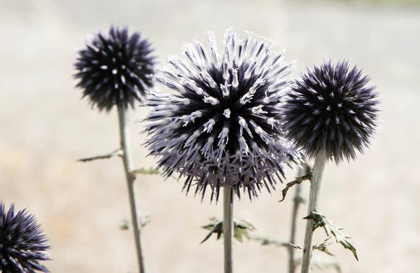 Yeryüzü Devedikeni Echinops Çiçek Açıyor — Stok fotoğraf