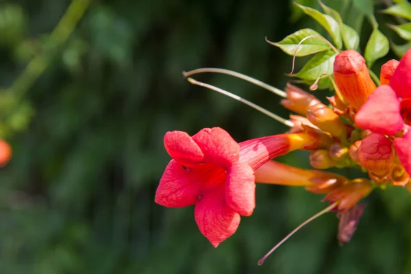 Trumpet Vinstockar Campsis Radidicans Växt Blommande Blommor — Stockfoto