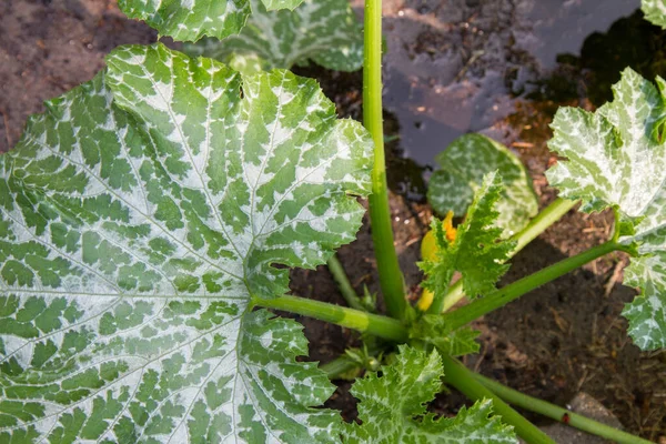 Zucchini Plant Visible Yellow Flower — Stock Photo, Image