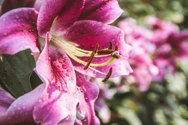 Kwiat Lilii Różowej Lilium Kwitnący Bliska — Zdjęcie stockowe