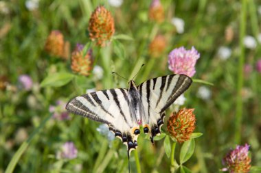 Çayırdaki kırlangıç kelebeği.