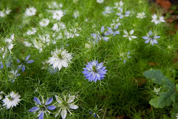 Nigella Diablo Arbusto Planta Que Florece Jardín —  Fotos de Stock