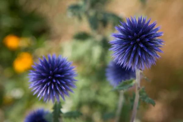 Yeryüzü Devedikeni Echinops Çiçek Açıyor — Stok fotoğraf