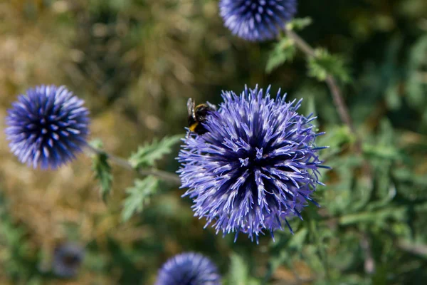 Abejorro Planta Cardos Globo Echinops —  Fotos de Stock