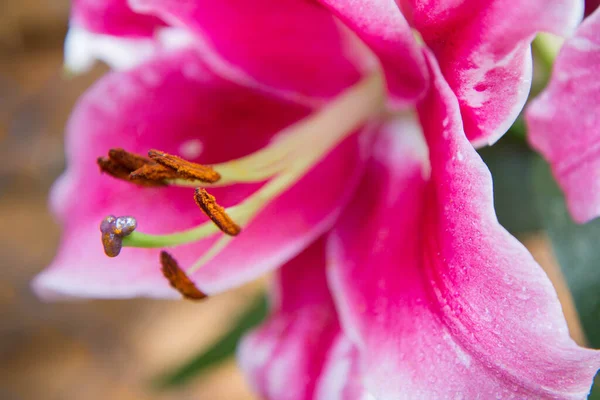 Kwiat Lilii Różowej Lilium Kwitnący Bliska — Zdjęcie stockowe
