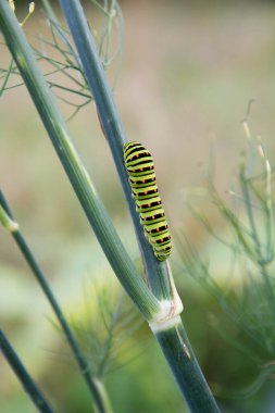 Eski Dünya Kırlangıç Tırtıl 'ı bir rezene fabrikasında