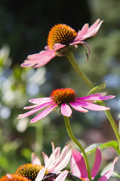 Sonnenhut Echinacea Blüht Garten — Stockfoto