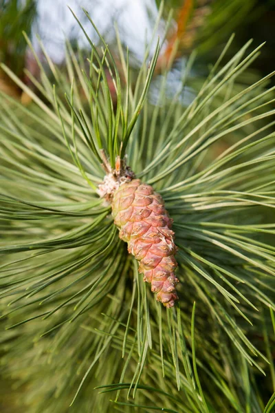 Cône Pin Sur Les Branches Gros Plan — Photo