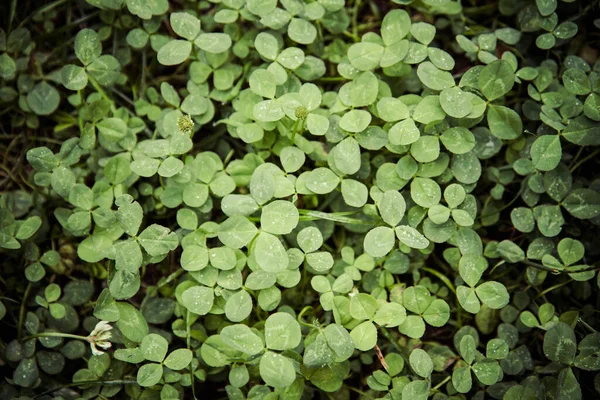 Klöver Växt Nära Håll Natur Bakgrund — Stockfoto