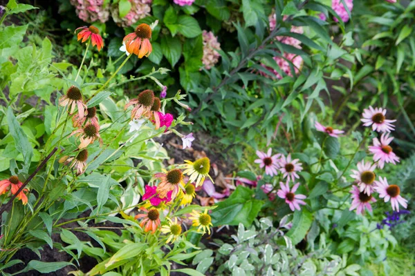 Fleurs Échinacée Différentes Couleurs Fleurissant Dans Jardin — Photo