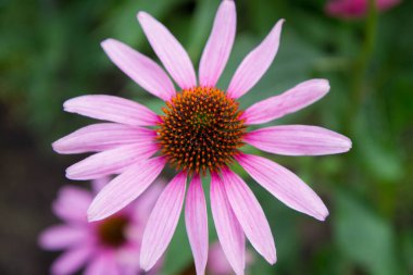 Bahçede çiçek açan koni çiçekleri (Echinacea)