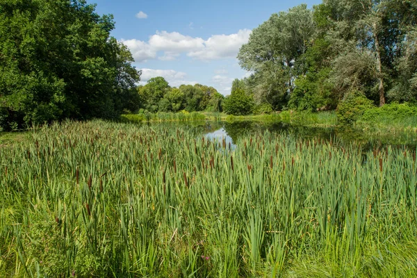 Stagno Circondato Giunchi Alberi — Foto Stock