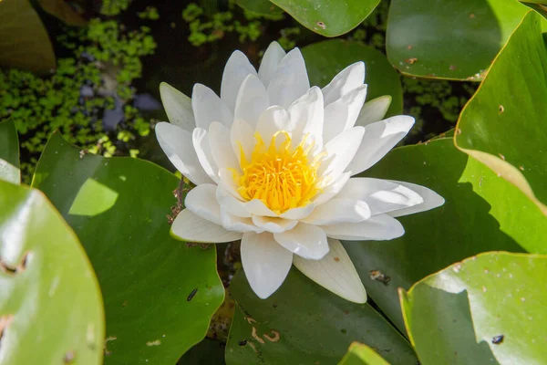 White Waterlily Plant Close — Stock Photo, Image