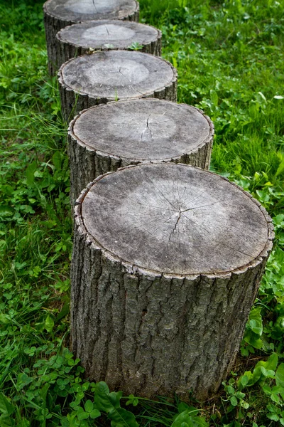 Troncos Árvore Bruto Livre — Fotografia de Stock